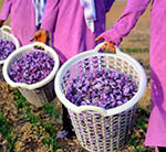 Nearly 11 Tons of Afghan Saffron Earn $18m: MAIL